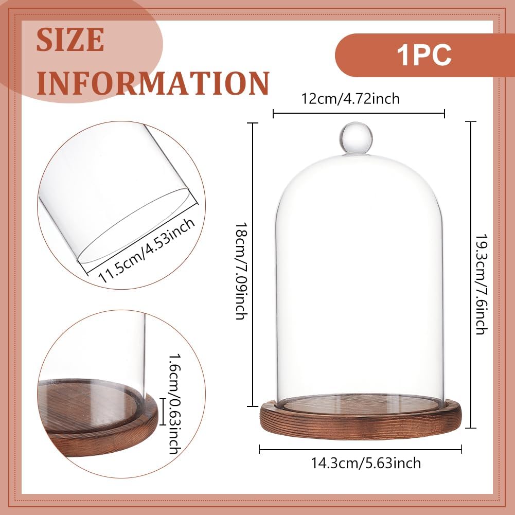 BENECREAT 7x5 Inch Glass Dome Cloche with Wooden Base